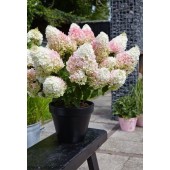 Гортензия метельчатая Hydrangea paniculata Little Blossom